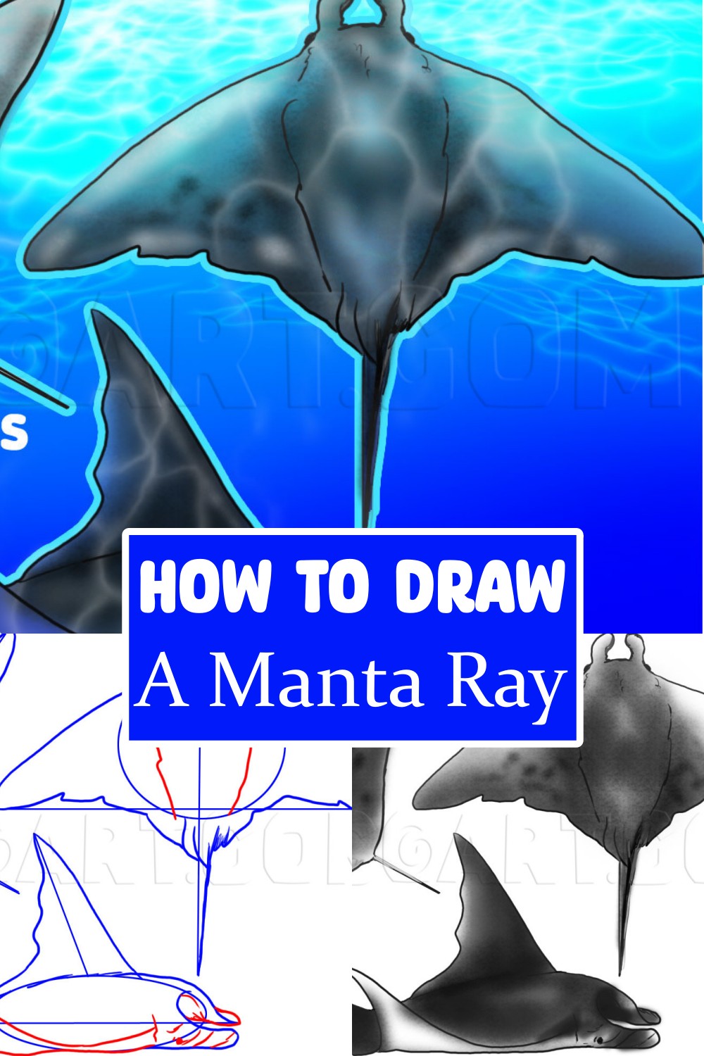 How To Draw A Manta Ray