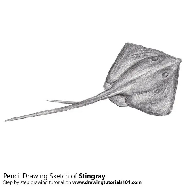 How To Draw A Stingray 2