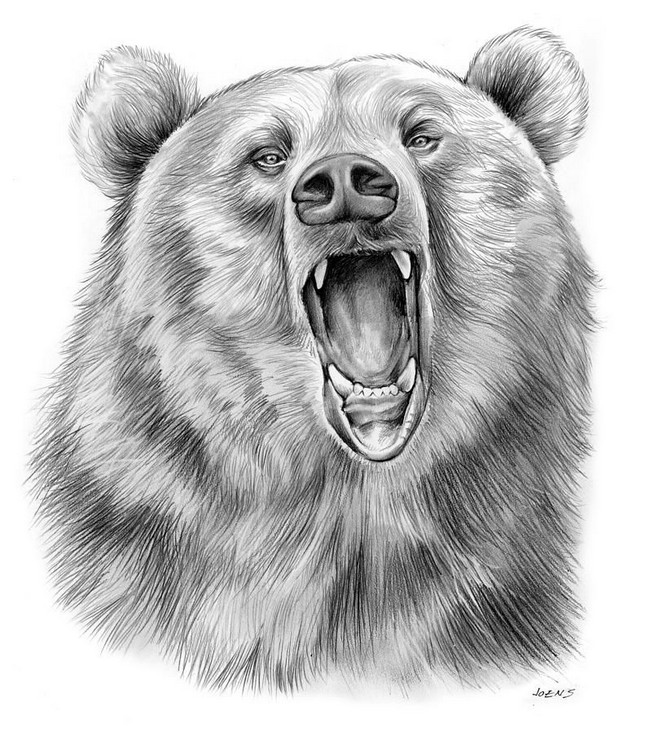 Cute Bear Drawing