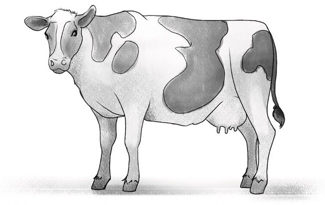 Easy Cow Drawing