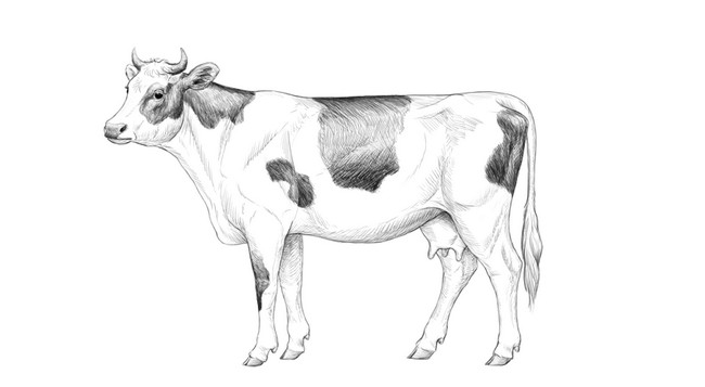 Easy How To Draw A Cow