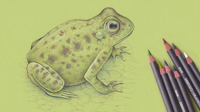 How To Draw A Frog With Graphitint Pencils