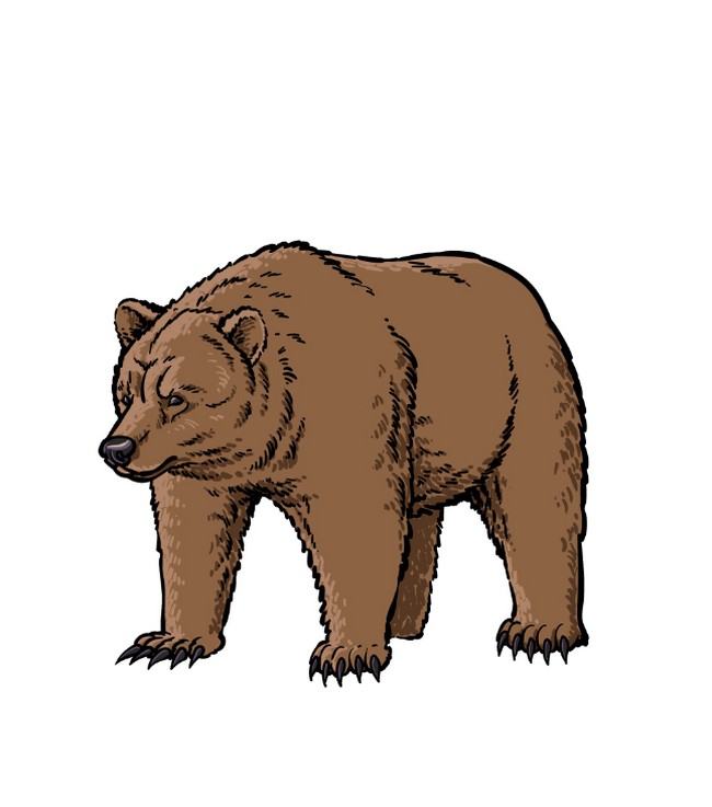 How To sketch A Grizzly animal 