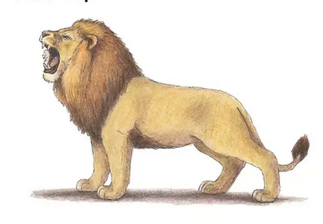 How To Draw A Lion Roaring
