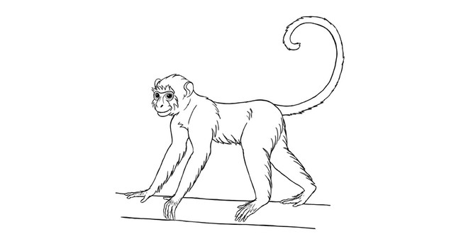 How To Draw A Monkey Step By Step