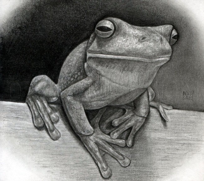 How To Draw A Realistic Frog