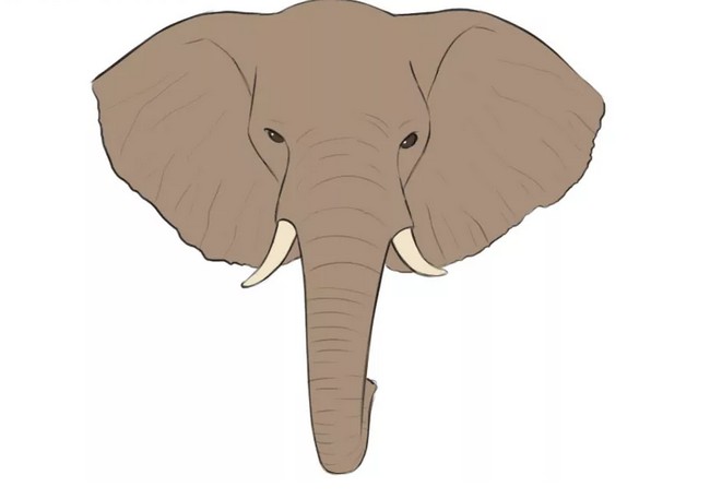 How To Draw An Elephant Head
