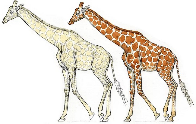 How To Draw Giraffes