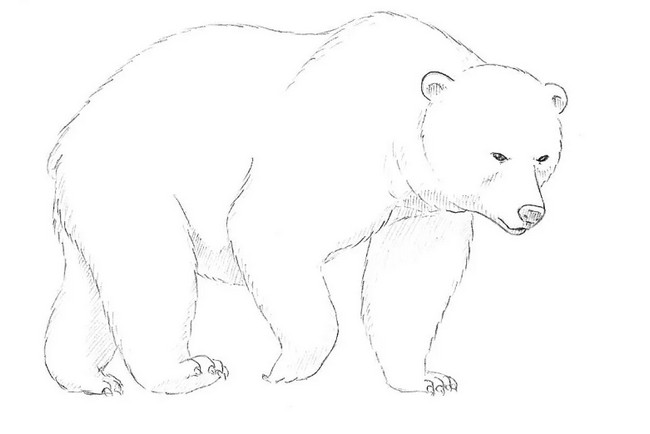 Simple Bear Drawing
